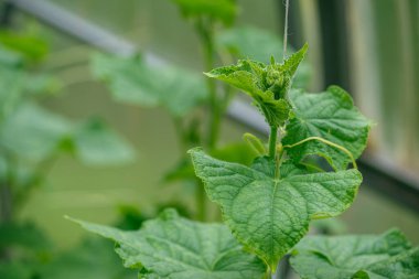 Serada fetüsü olmayan genç salatalıklar var. İzolasyon ve geçim çiftçiliği kavramı. Sığ DOF ile seçici odak makro görüntüsü