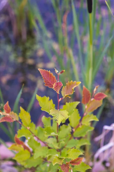 Close-up van de bladeren van een jong boompje tegen de achtergrond van een rietvijver. Selectieve scherpstelmacro shot met ondiepe scherptediepte — Stockfoto