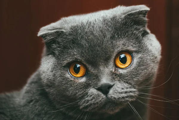 Scottish gato cinza dobra com olhos laranja senta-se sozinho. Fique em casa coronavírus covid-19 conceito de quarentena — Fotografia de Stock