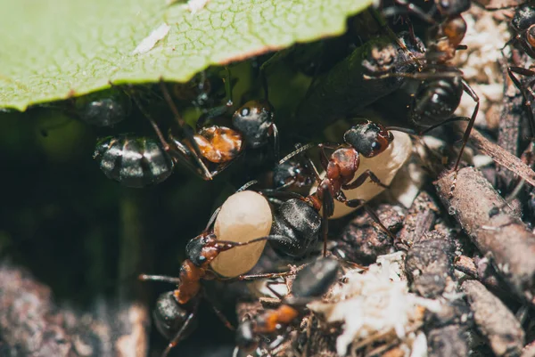 Forest ants team carry out their work in an anthill. A perfect example of teamwork. Selective focus macro shot with shallow DOF — Stock Photo, Image