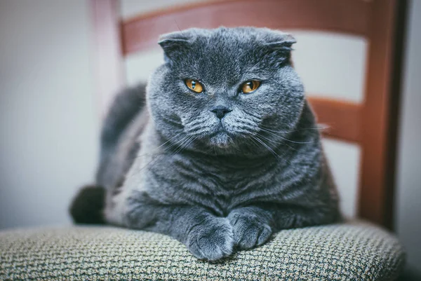 Gros Plan De Chat Gris Mignon Couche Sur Le Rebord De La Fenetre Et Regardant Loin Pliage Ecossais Mammifere Stock Photo