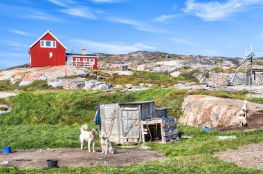 Greenland Dogs resting in Rodebay settlement, Greenland. The Greenland Dog (also known as Greenland Husky) is a large breed of husky-type dog kept as a sled dog and for hunting polar bear and seal. clipart
