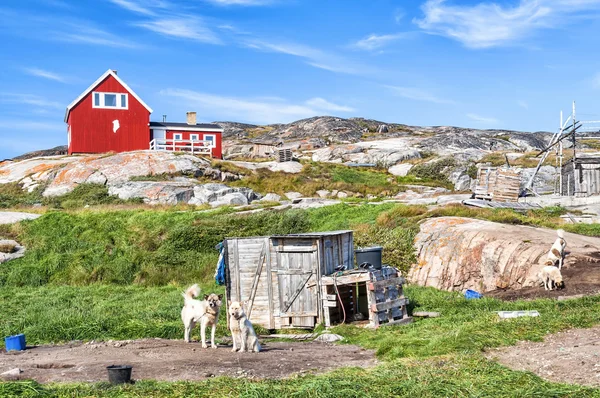 グリーンランド犬 Rodebay 決済、グリーンランドで休んでいます。グリーンランド ・ ドッグ (として知られているグリーンランド ハスキー) はポーラー ・ ベアとシールを狩り、そり犬として飼育されていたハスキー タイプ犬の大きい品種. — ストック写真