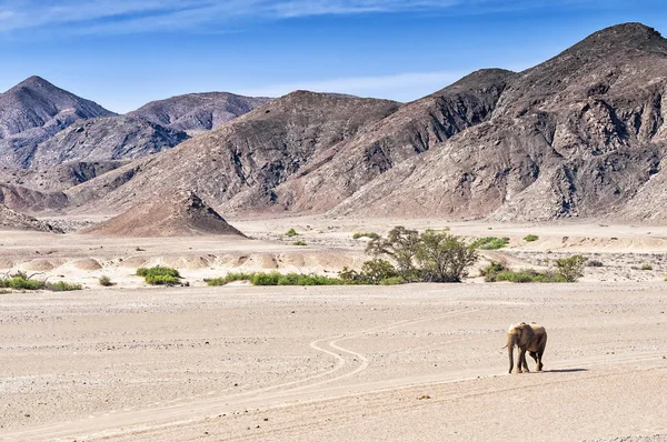 Desert elephants at the dried up Hoanib river in Namibia — Stock Photo, Image