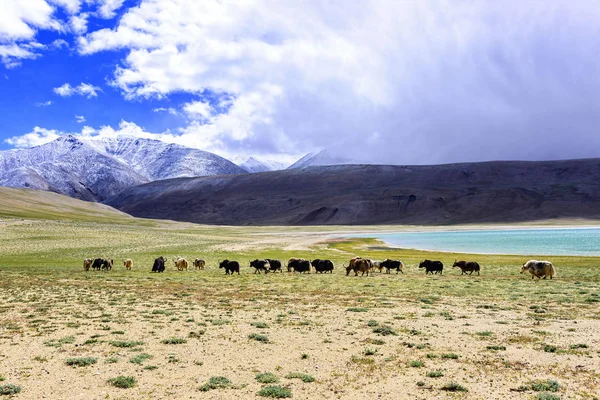 Manada de yak en la zona del lago Tso Moriri en la región de Ladakh, India — Foto de Stock