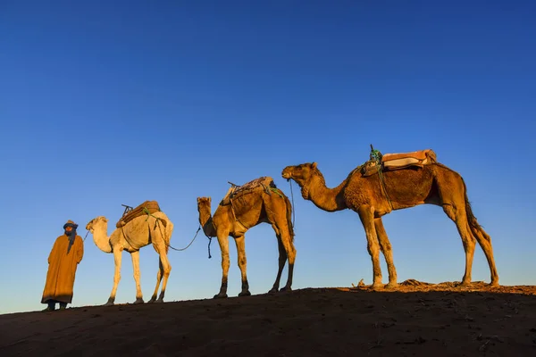 Caravana dromedária ao nascer do sol em Erg Chegaga, Marrocos — Fotografia de Stock