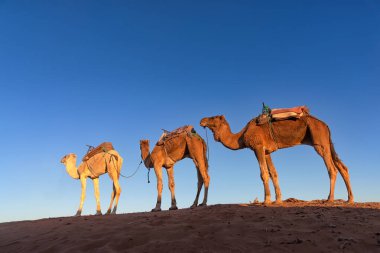 Gün doğumunda Erg Chigaga 'daki Dromedary kervanı. Erg Chigaga Fas 'ın iki büyük Sahra döneminden ve erişimi nispeten zor olduğundan, dromedary genellikle ulaşım olarak kullanılır.