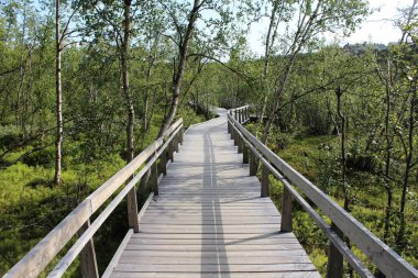 Abisko Ulusal Parkı 'ndaki ormanda gezinen Yürüyüşçülere Genel Bakış