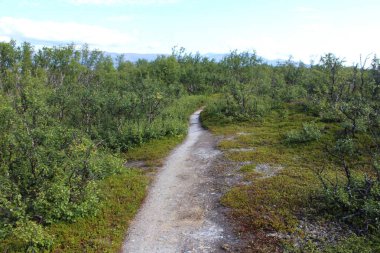 Abisko Ulusal Parkı 'ndaki ormanda gezinen Yürüyüşçülere Genel Bakış