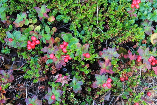 Close Vaccinium Vitis Idaea Also Know Lingonberry Partridgeberry Mountain Cranberry — Stock Photo, Image