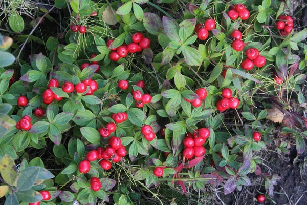 Close Vaccinium Vitis Idaea Also Know Lingonberry Partridgeberry Mountain Cranberry — Stock Photo, Image