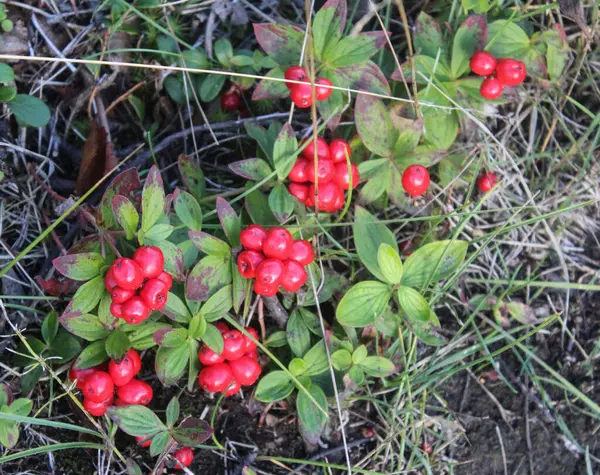 Close Vaccinium Vitis Idaea Also Know Lingonberry Partridgeberry Mountain Cranberry — Stock Photo, Image