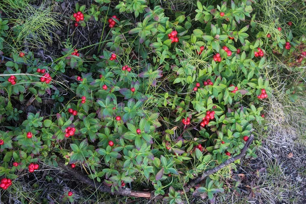 Zbliżenie Vaccinium Vitis Idaea Znany Również Jako Borówki Borówki Żurawiny — Zdjęcie stockowe