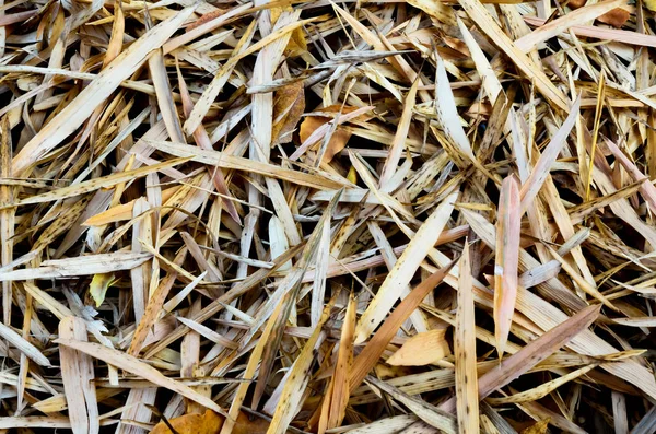 Hojas tropicales de bambú en el suelo — Foto de Stock