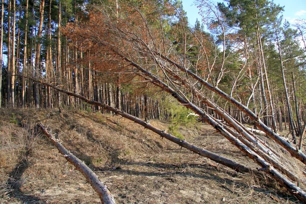 Hutan musim semi dan sungai . — Stok Foto