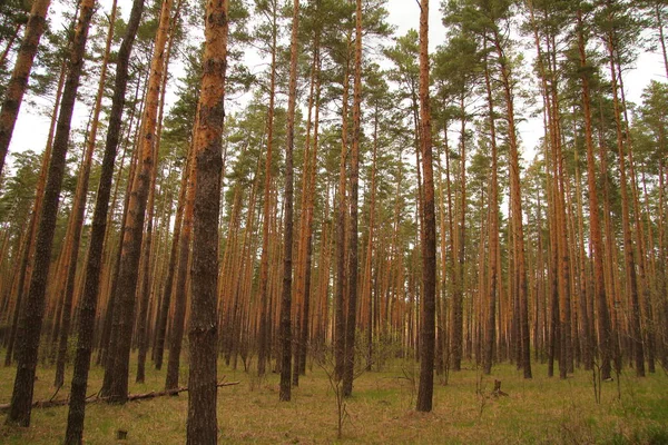 Vårtallskog i Ryssland — Stockfoto