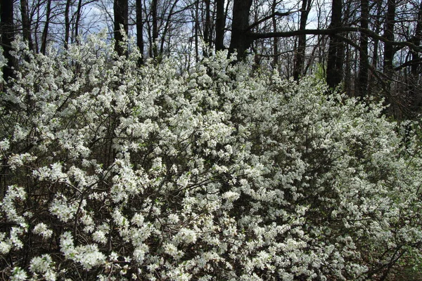 Piękny biały kwitnący krzew cierniowy — Zdjęcie stockowe