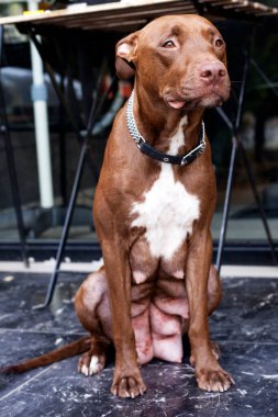 Pitbull Kırmızı Burnu Dinlenmiş