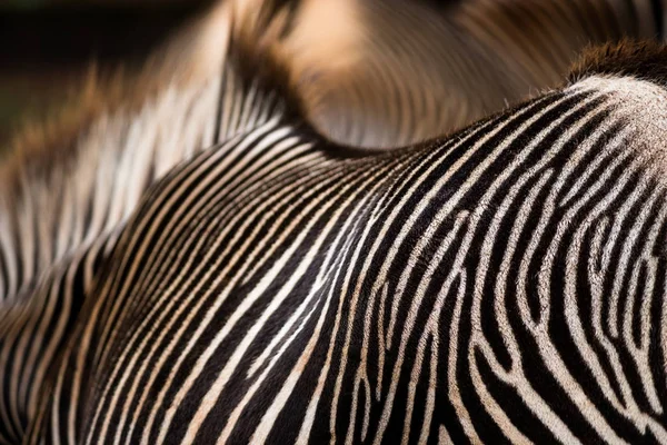 Grevy'nın Zebra çizgili.