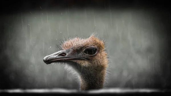 Kızgın ortak devekuşu (Struthio camelus).