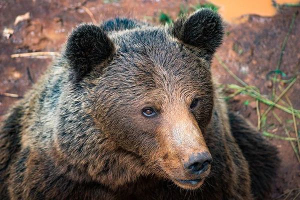 Ursus Arctos Brown Bear Portrait Cabarceno Natural Park Cantabria Spain — Stock Photo, Image