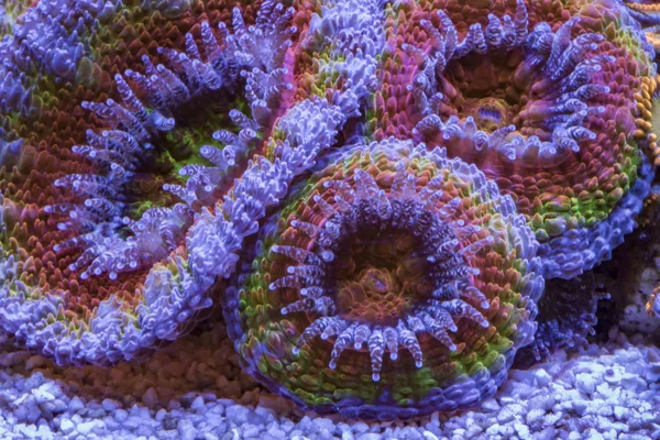 Mercan Acanthastrea Lordhowensis gökkuşağı.