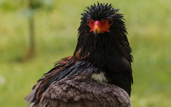 Cabarceno Tabiat Parkı, Cantabria, İspanya yağmur altında Bateleur.