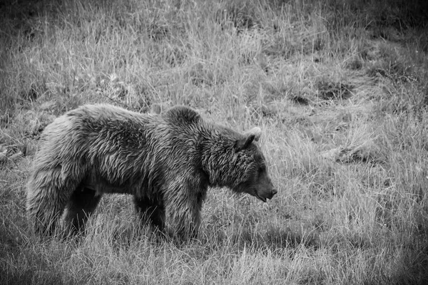 Brown Bear Ursus Arctos Cabarceno Natural Park Cantabria Spain — Stock Photo, Image