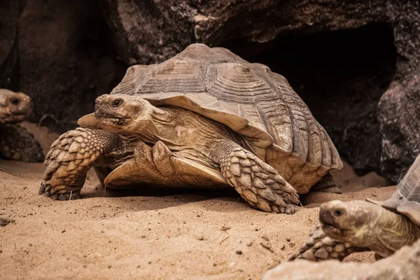 Mercan Euphylia altın Meşalesi