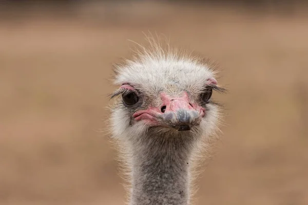 ortak devekuşu portre