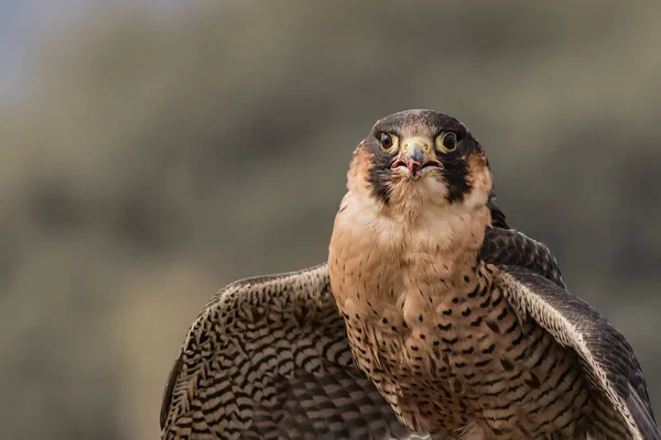Retrato de Falco Peregrinus — Foto de Stock