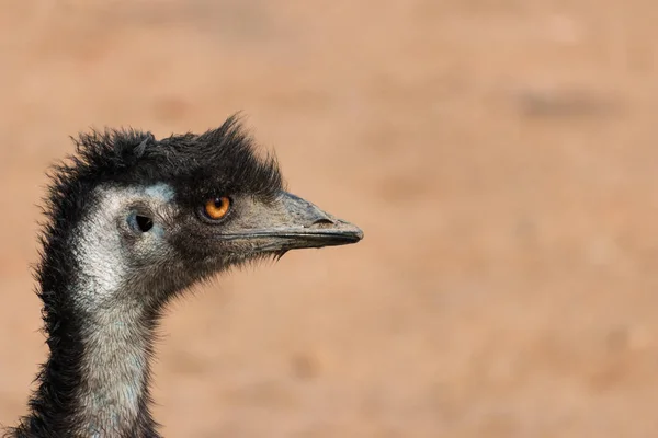 Dromaius novaehollandiae (Emu) portrait — Stock Photo, Image