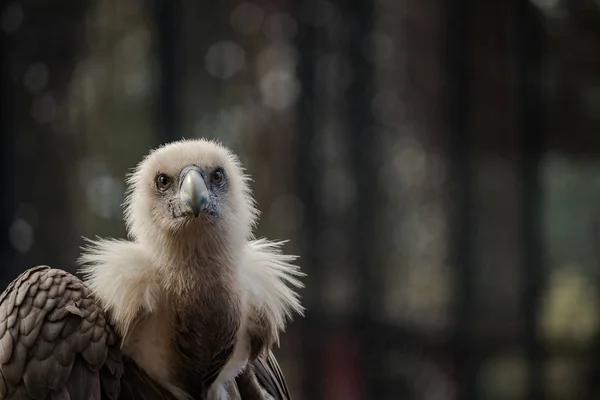 Retrato de buitre leonado — Foto de Stock