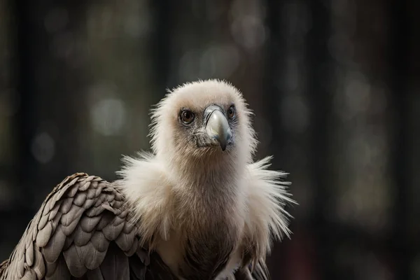 Retrato de buitre leonado — Foto de Stock