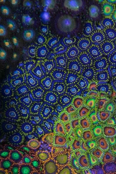 Mercan Zoanthus mavi Hornet