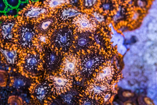 Коралловый Зоантус Аттер Хаос — стоковое фото