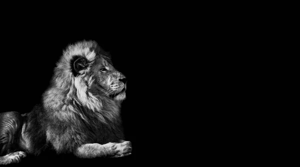 Portret van de Lion King — Stockfoto