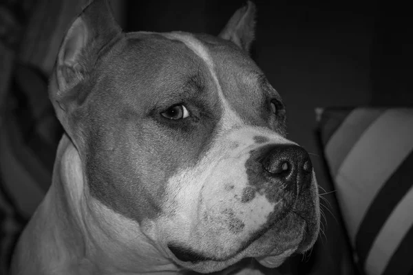 Amerikai bully dog — Stock Fotó