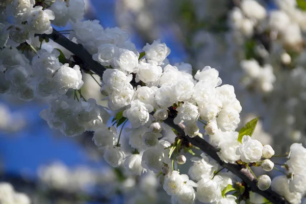 Bloeiende Kersenboom Het Voorjaar Voorjaarstijd Tak Van Een Bloeiende Appel — Stockfoto