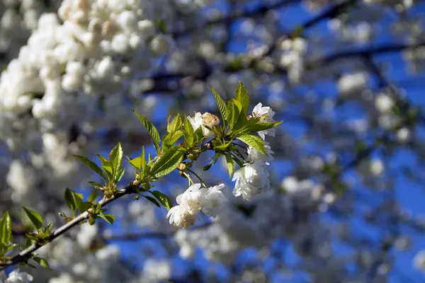 Primavera Rama Una Manzana Cerezo Flor Contra Cielo Azul Floración — Foto de Stock
