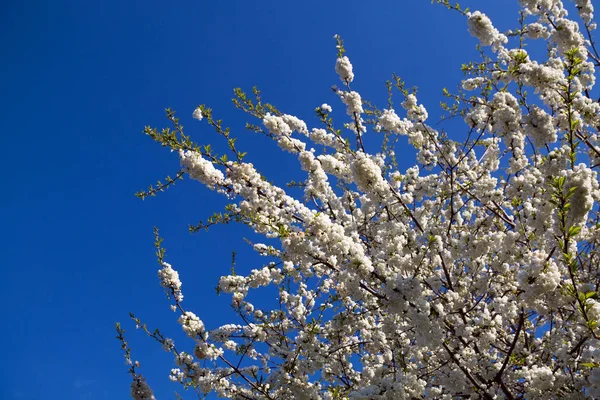 Primavera Los Cerezos Florecen Las Ramas Del Árbol Contra Cielo — Foto de Stock