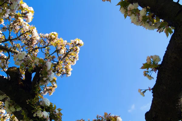 Fiori Bianchi Ciliegio Primavera Primavera Albero Fiorente Primavera Contro Cielo — Foto Stock