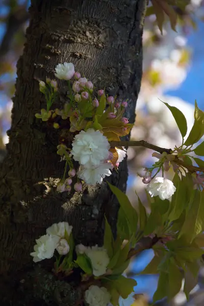Дерево Цветами Белые Цветы Стволе Дерева Весной Цветущее Дерево Весной — стоковое фото