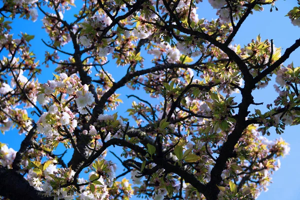 Bloeiende Boom Het Voorjaar Tegen Blauwe Lucht Witte Bloemen Van — Stockfoto