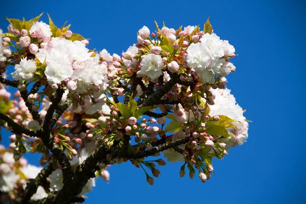 Primavera Flores Brancas Primavera Árvore Cereja Florescendo Primavera Contra Céu — Fotografia de Stock