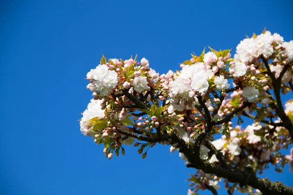 Flores Brancas Primavera Árvore Cereja Florescendo Primavera Contra Céu Azul — Fotografia de Stock