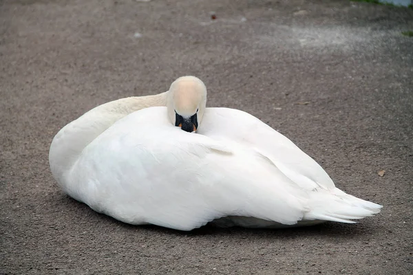 Beautiful White Swan Sleeping Ground Swan Hid Its Beak Feathers — Stock Photo, Image