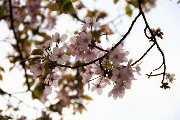 Cerezo Rosado Florece Primavera Flores Contra Cielo Azul Copiar Espacio — Foto de Stock