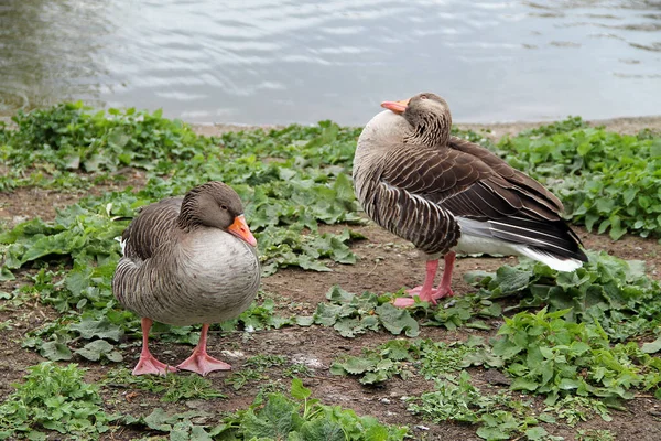 Two Beautiful Canadian Geese Shore Calm Lake Green Grass Park — Stock Photo, Image