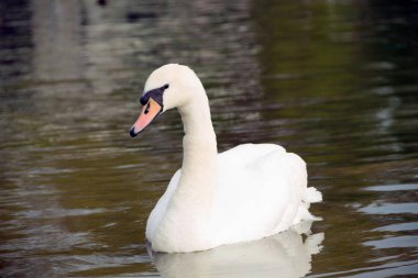 Bir kuğu suyun üzerinde dinleniyor. Nehirde beyaz kuğu. Gölde zarif beyaz bir kuğu yüzüyor. Bahar günü suda kuğu..